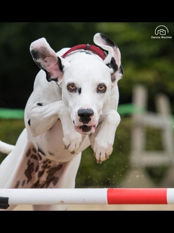 Een snackbox voor jouw hond