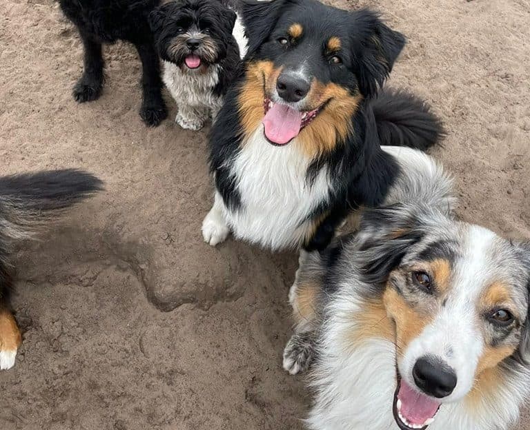 Drie honden liggen ontspannen naast elkaar in het zand en kijken vrolijk naar de camera.