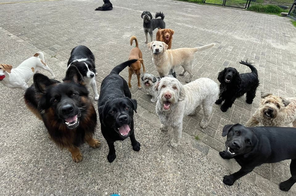 Een groep honden van alle soorten en maten kijkt samen omhoog naar de camera op het buitenterrein.