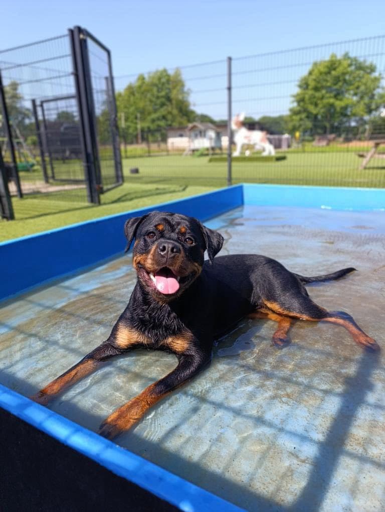 Een rottweiler ligt afkoelend in het ondiepe zwembad op het buitenterrein.